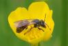 Andrena ranunculi